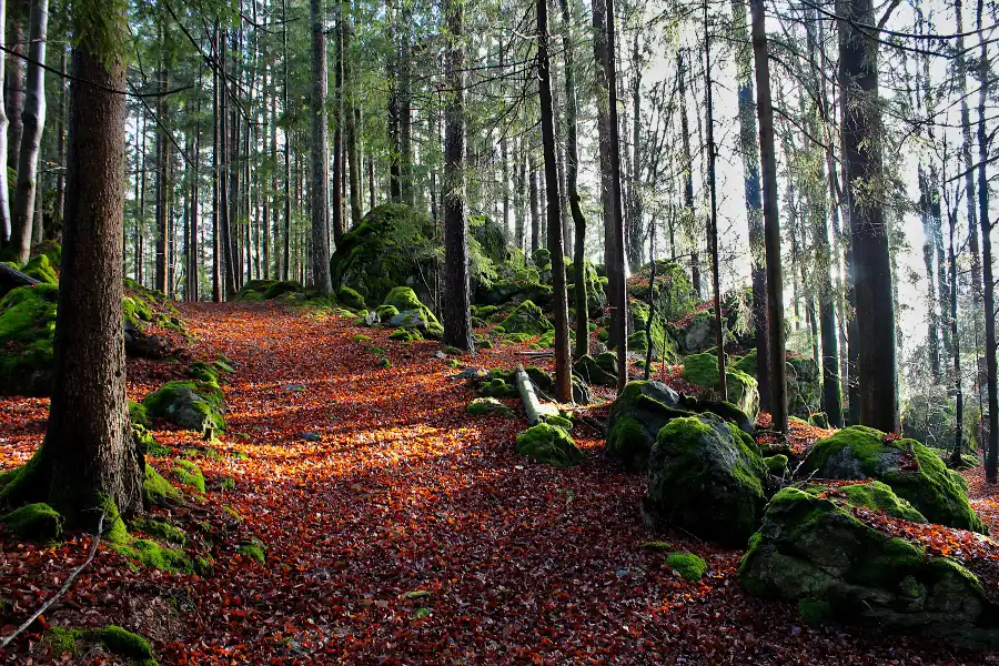 caminos que recorrer en psicología